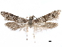  (Asaphocrita sp. D.A. Z - CCDB-29477-G08)  @11 [ ] CreativeCommons - Attribution (2018) CBG Photography Group Centre for Biodiversity Genomics