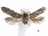  ( - CCDB-29477-H01)  @11 [ ] CreativeCommons - Attribution (2018) CBG Photography Group Centre for Biodiversity Genomics