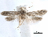  (Calosima favillae - CCDB-29477-H04)  @11 [ ] CreativeCommons - Attribution (2018) CBG Photography Group Centre for Biodiversity Genomics