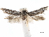  ( - CCDB-29477-H07)  @11 [ ] CreativeCommons - Attribution (2018) CBG Photography Group Centre for Biodiversity Genomics