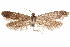  (Calosima sp. D.A. H35A - CCDB-29477-H08)  @11 [ ] CreativeCommons - Attribution (2018) CBG Photography Group Centre for Biodiversity Genomics