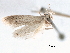  (Calosima sp. D.A. 8 - CCDB-29477-H09)  @11 [ ] CreativeCommons - Attribution (2018) CBG Photography Group Centre for Biodiversity Genomics