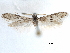  (Calosima H38 D.A - CCDB-29477-H11)  @11 [ ] CreativeCommons - Attribution (2018) CBG Photography Group Centre for Biodiversity Genomics