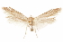  ( - CCDB-29478-A04)  @11 [ ] CreativeCommons - Attribution (2018) CBG Photography Group Centre for Biodiversity Genomics