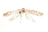  ( - CCDB-29478-A05)  @11 [ ] CreativeCommons - Attribution (2018) CBG Photography Group Centre for Biodiversity Genomics