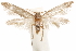  ( - CCDB-29478-A09)  @11 [ ] CreativeCommons - Attribution (2018) CBG Photography Group Centre for Biodiversity Genomics