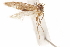  ( - CCDB-29478-A10)  @11 [ ] CreativeCommons - Attribution (2018) CBG Photography Group Centre for Biodiversity Genomics