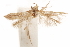  ( - CCDB-29478-B09)  @11 [ ] CreativeCommons - Attribution (2018) CBG Photography Group Centre for Biodiversity Genomics