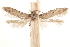  ( - CCDB-29478-E12)  @11 [ ] CreativeCommons - Attribution (2018) CBG Photography Group Centre for Biodiversity Genomics