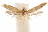  (Hypatopa agnae - CCDB-29478-F09)  @11 [ ] CreativeCommons - Attribution (2018) CBG Photography Group Centre for Biodiversity Genomics