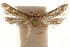  ( - CCDB-29478-F10)  @11 [ ] CreativeCommons - Attribution (2018) CBG Photography Group Centre for Biodiversity Genomics