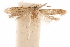  (Hypatopa arxcis - CCDB-29478-F11)  @11 [ ] CreativeCommons - Attribution (2018) CBG Photography Group Centre for Biodiversity Genomics