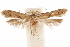  (Hypatopa arxcis - CCDB-29478-F12)  @11 [ ] CreativeCommons - Attribution (2018) CBG Photography Group Centre for Biodiversity Genomics
