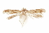  ( - CCDB-29478-G01)  @11 [ ] CreativeCommons - Attribution (2018) CBG Photography Group Centre for Biodiversity Genomics