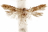  ( - CCDB-29478-G02)  @11 [ ] CreativeCommons - Attribution (2018) CBG Photography Group Centre for Biodiversity Genomics