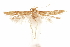  ( - CCDB-29478-G03)  @11 [ ] CreativeCommons - Attribution (2018) CBG Photography Group Centre for Biodiversity Genomics