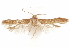  (Hypatopa cladis - CCDB-29478-G04)  @11 [ ] CreativeCommons - Attribution (2018) CBG Photography Group Centre for Biodiversity Genomics