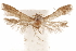  ( - CCDB-29478-G07)  @11 [ ] CreativeCommons - Attribution (2018) CBG Photography Group Centre for Biodiversity Genomics