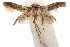  ( - CCDB-29478-G08)  @11 [ ] CreativeCommons - Attribution (2018) CBG Photography Group Centre for Biodiversity Genomics