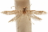  ( - CCDB-29478-G10)  @11 [ ] CreativeCommons - Attribution (2018) CBG Photography Group Centre for Biodiversity Genomics