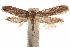  (Hypatopa funebra - CCDB-29478-G12)  @14 [ ] CreativeCommons - Attribution (2018) CBG Photography Group Centre for Biodiversity Genomics