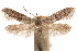  (Hypatopa hulstella - CCDB-29478-H04)  @11 [ ] CreativeCommons - Attribution (2018) CBG Photography Group Centre for Biodiversity Genomics