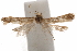  ( - CCDB-29478-H07)  @11 [ ] CreativeCommons - Attribution (2018) CBG Photography Group Centre for Biodiversity Genomics