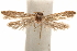  (Hypatopa ira - CCDB-29478-H08)  @11 [ ] CreativeCommons - Attribution (2018) CBG Photography Group Centre for Biodiversity Genomics