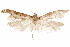  (Hypatopa joniella - CCDB-29478-H09)  @11 [ ] CreativeCommons - Attribution (2018) CBG Photography Group Centre for Biodiversity Genomics