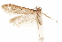  (Hypatopa joniella - CCDB-29478-H10)  @11 [ ] CreativeCommons - Attribution (2018) CBG Photography Group Centre for Biodiversity Genomics