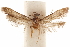  (Hypatopa juno - CCDB-29478-H11)  @11 [ ] CreativeCommons - Attribution (2018) CBG Photography Group Centre for Biodiversity Genomics