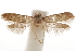  (Hypatopa leda - CCDB-29479-A02)  @11 [ ] CreativeCommons - Attribution (2018) CBG Photography Group Centre for Biodiversity Genomics