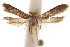  (Hypatopa manus - CCDB-29479-A04)  @13 [ ] CreativeCommons - Attribution (2018) CBG Photography Group Centre for Biodiversity Genomics