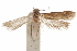  (Hypatopa nucella - CCDB-29479-A11)  @11 [ ] CreativeCommons - Attribution (2018) CBG Photography Group Centre for Biodiversity Genomics