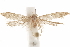  (Hypatopa phoebe - CCDB-29479-A12)  @11 [ ] CreativeCommons - Attribution (2018) CBG Photography Group Centre for Biodiversity Genomics