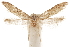  ( - CCDB-29479-B01)  @11 [ ] CreativeCommons - Attribution (2018) CBG Photography Group Centre for Biodiversity Genomics