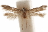  (Hypatopa plebis - CCDB-29479-B02)  @11 [ ] CreativeCommons - Attribution (2018) CBG Photography Group Centre for Biodiversity Genomics