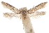  ( - CCDB-29479-B05)  @12 [ ] CreativeCommons - Attribution (2018) CBG Photography Group Centre for Biodiversity Genomics