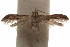  (Hypatopa rego - CCDB-29479-B10)  @11 [ ] CreativeCommons - Attribution (2018) CBG Photography Group Centre for Biodiversity Genomics