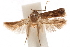  (Hypatopa solea - CCDB-29479-C03)  @11 [ ] CreativeCommons - Attribution (2018) CBG Photography Group Centre for Biodiversity Genomics