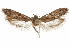  ( - CCDB-29479-C09)  @11 [ ] CreativeCommons - Attribution (2018) CBG Photography Group Centre for Biodiversity Genomics
