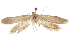  (Hypatopa sp. 1 - CCDB-29479-C11)  @11 [ ] CreativeCommons - Attribution (2018) CBG Photography Group Centre for Biodiversity Genomics