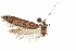  (Hypatopa sp. 2 - CCDB-29479-D01)  @11 [ ] CreativeCommons - Attribution (2018) CBG Photography Group Centre for Biodiversity Genomics