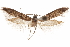  ( - CCDB-29479-D02)  @11 [ ] CreativeCommons - Attribution (2018) CBG Photography Group Centre for Biodiversity Genomics