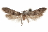  (Hypatopa sp. 3 - CCDB-29479-D03)  @11 [ ] CreativeCommons - Attribution (2018) CBG Photography Group Centre for Biodiversity Genomics