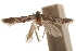  (Hypatopa sp. 5 - CCDB-29479-D05)  @11 [ ] CreativeCommons - Attribution (2018) CBG Photography Group Centre for Biodiversity Genomics