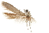  ( - CCDB-29479-D07)  @11 [ ] CreativeCommons - Attribution (2018) CBG Photography Group Centre for Biodiversity Genomics