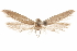  (Hypatopa sp. 6 - CCDB-29479-D08)  @11 [ ] CreativeCommons - Attribution (2018) CBG Photography Group Centre for Biodiversity Genomics