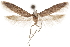  (Hypatopa sp. 7 - CCDB-29479-D10)  @11 [ ] CreativeCommons - Attribution (2018) CBG Photography Group Centre for Biodiversity Genomics