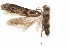  (Hypatopa sp. B6 - CCDB-29479-D11)  @11 [ ] CreativeCommons - Attribution (2018) CBG Photography Group Centre for Biodiversity Genomics